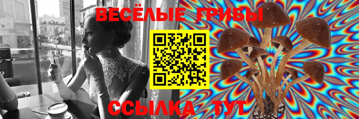 Псилоцибиновые грибы Psilocybine cubensis Новосибирск
